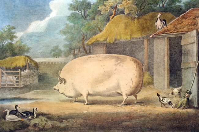 William Henry Davis (1803 - 1865), A Leicester Sow